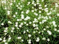 Stellaire à feuilles de graminée(Stellaria graminea)_6