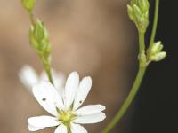 Stellaire à feuilles de graminée(Stellaria graminea)_10