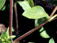 Stellaire moyenne(Stellaria media)_3