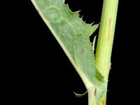 Laiteron champs (Sonchus arvensis)_5