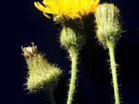 Laiteron champs (Sonchus arvensis)_8