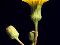 Laiteron champs (Sonchus arvensis)_9
