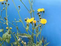 Laiteron champs (Sonchus arvensis)_11
