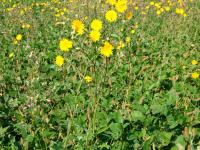 Laiteron champs (Sonchus arvensis)_12