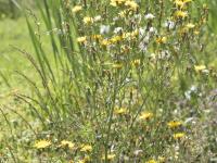 Laiteron champs (Sonchus arvensis)_13