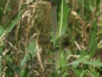 Laiteron champs (Sonchus arvensis)_18