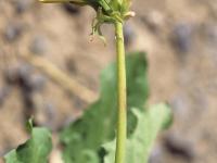 Pissenlit (Taraxacum officinale)_7