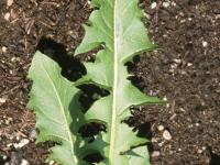 Pissenlit (Taraxacum officinale)_15