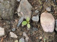 Pissenlit (Taraxacum officinale)_21