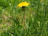 Pissenlit (Taraxacum officinale)_24