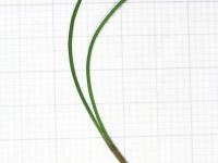 Salsifis prés (Tragopogon pratensis)_1