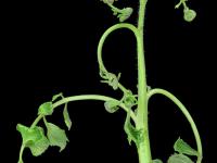 Tomate - clopyralide (4)_2