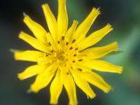 Salsifis prés (Tragopogon pratensis)_6