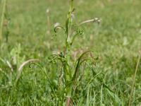 Salsifis prés (Tragopogon pratensis)_8