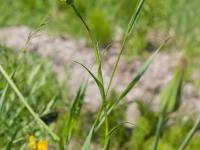 Salsifis prés (Tragopogon pratensis)_12