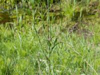Salsifis prés (Tragopogon pratensis)_14