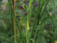 Salsifis prés (Tragopogon pratensis)_20