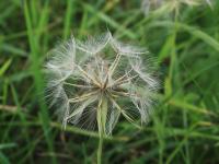 Salsifis prés (Tragopogon pratensis)_22