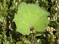 Tussilage pas-d'âne(Tussilago farfara)_8