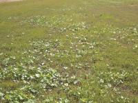 Tussilage pas-d'âne(Tussilago farfara)_13