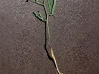 Vesce jargeau(Vicia cracca)_2