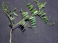 Vesce jargeau(Vicia cracca)_3