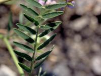 Vesce jargeau(Vicia cracca)_4