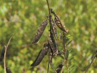 Vesce jargeau(Vicia cracca)_9