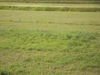 Vesce jargeau(Vicia cracca)_10