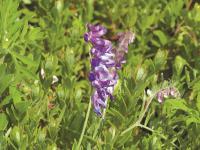 Vesce jargeau(Vicia cracca)_11