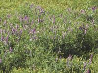 Vesce jargeau(Vicia cracca)_17