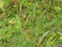 Vesce jargeau(Vicia cracca)_24