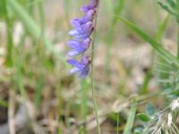 Vesce jargeau(Vicia cracca)_28