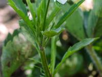 Violette des champs(Viola arvensis)_6