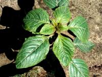 Amarante de Powell(Amaranthus powellii)_1