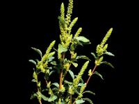 Amarante de Powell(Amaranthus powellii)_3