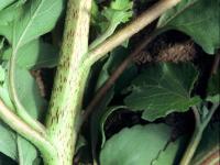 Lampourde glouteron (Xanthium strumarium)_6