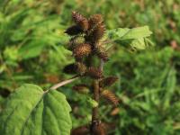 Lampourde glouteron (Xanthium strumarium)_13