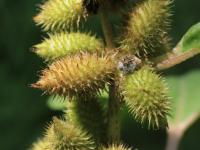 Lampourde glouteron (Xanthium strumarium)_14