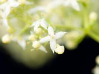Gaillet mollugine (Galium mollugo)_6