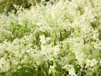 Gaillet mollugine (Galium mollugo)_10