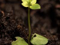 Gaillet mollugine (Galium mollugo)_21