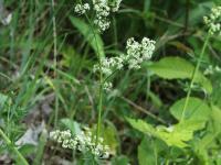 Gaillet mollugine (Galium mollugo)_25