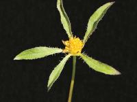 Bident feuillu(Bidens frondosa)_2