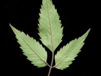 Bident feuillu(Bidens frondosa)_4