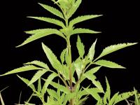 Bident feuillu(Bidens frondosa)_6