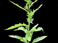 Érechtite feuilles épervière (Erechtites hieraciifolius)_1
