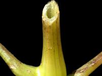 Impateinte du Cap (Impatiens capensis)_5