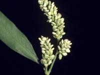 Renouée feuilles patience(Persicaria lapathifolia)_3