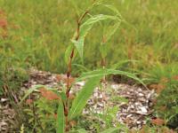 Renouée feuilles patience(Persicaria lapathifolia)_5
